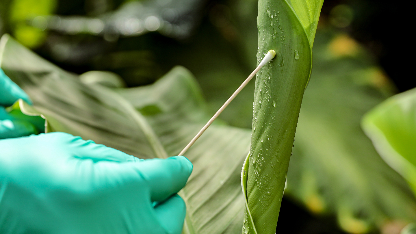 Revolutionary DNA Leaf Swab Technique Promises to Transform Biodiversity Monitoring