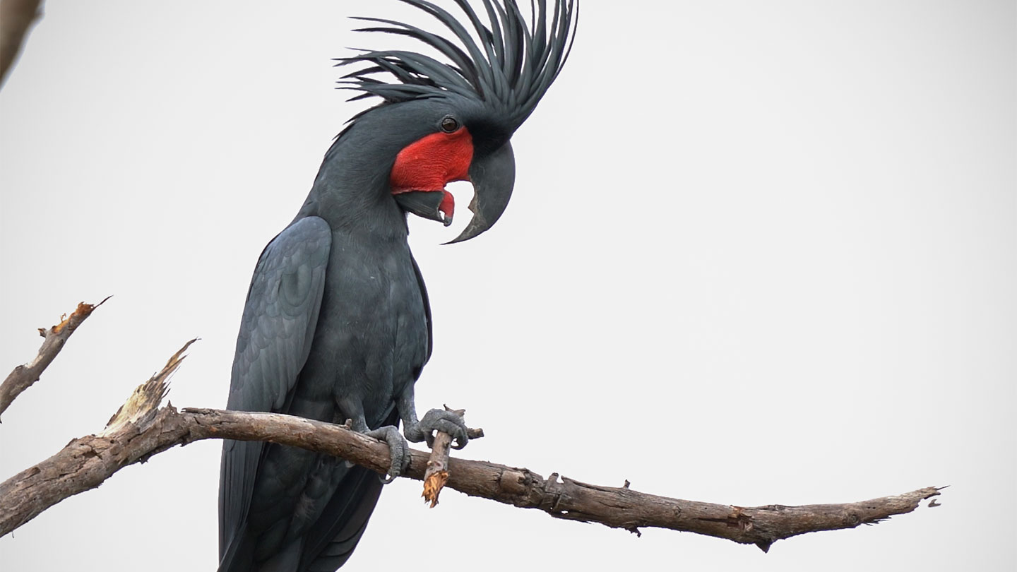 Custom drumsticks enhance the wild male palm cockatoos’ rocking performance