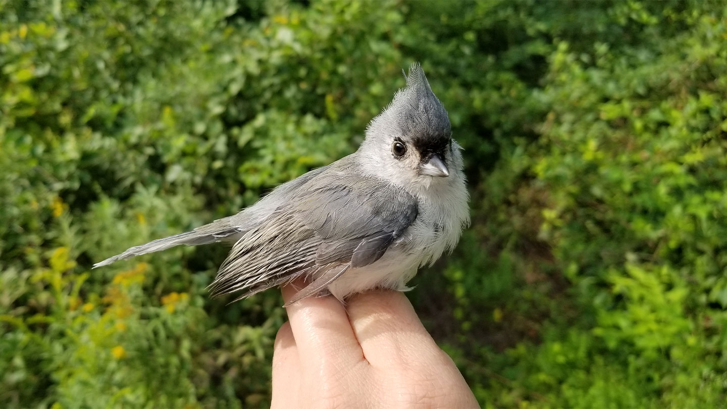 Reddit the birds papaya