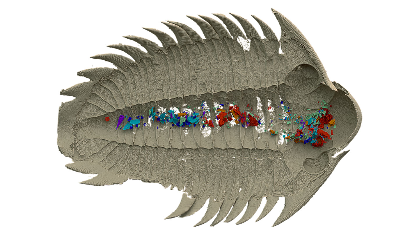 Unveiling the Unique Diet and Feeding Habits of Trilobites through an Extraordinary Fossil