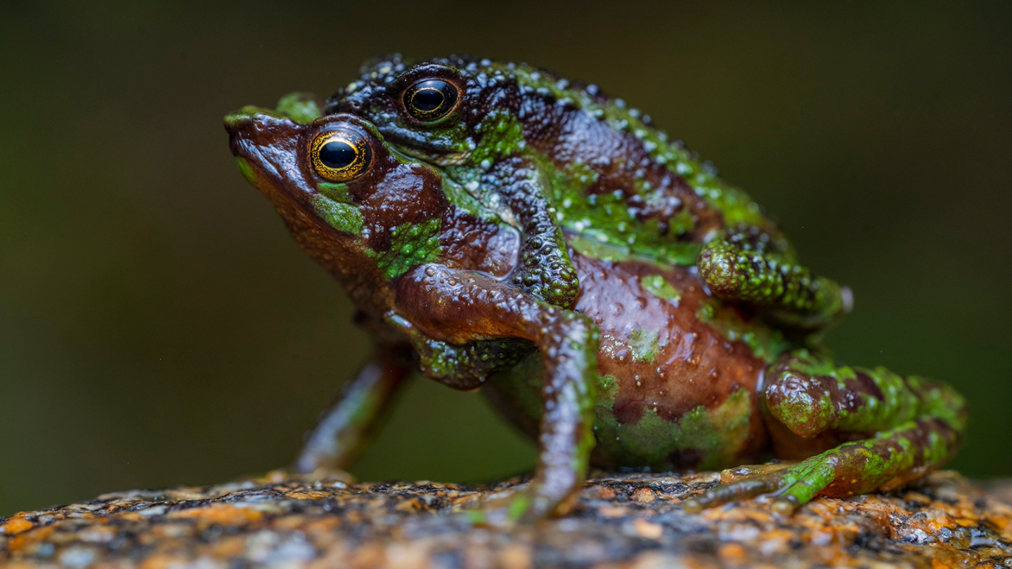 Amphibians Remain at Risk Globally, but There’s a Silver Lining