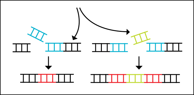 A diagram shows how CRISPR can delete a section of DNA in blue, represented by ladder icons. It can also add a section of DNA in green. Both of these techniques disrupt the gene in which the DNA is added or deleted, shown in red.