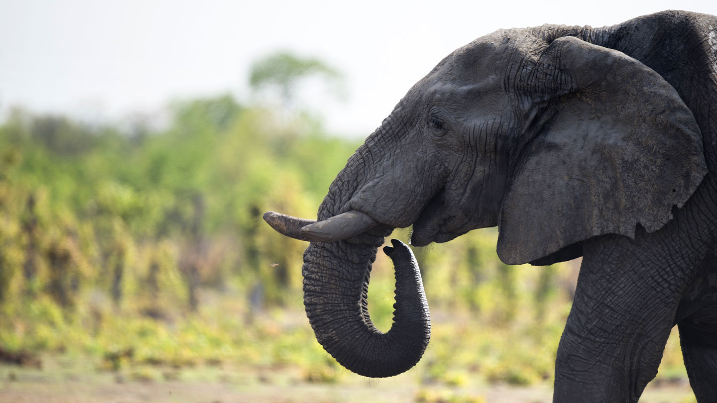 The enigma surrounding the deaths of numerous elephants in Zimbabwe has been unraveled