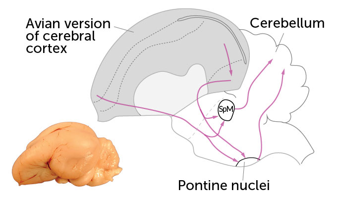 A diagram shows how brain signals in birds go from the avian version of the cerebral cortex along the outer brain to neurons in the pontine nuclei and in the SpM in the center of the brain, which send the message to the nearby cerebellum. A photo of an avian brain is also visible in the bottom left.