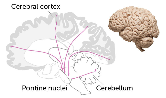 A diagram shows how brain signals in humans go from the cerebral cortex along the outer brain to neurons in the pontine nuclei in the center of the brain, which send the message to the nearby cerebellum. A picture of a human brain appears in the top right.